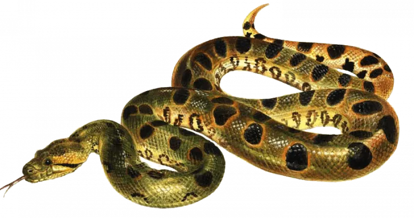 anaconda cartoon mascot, fun snake character, kids-friendly png